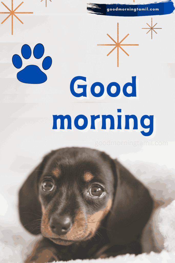 good morning images with quotes for whatsapp Good Morning Images with Funny Quotes for WhatsApp