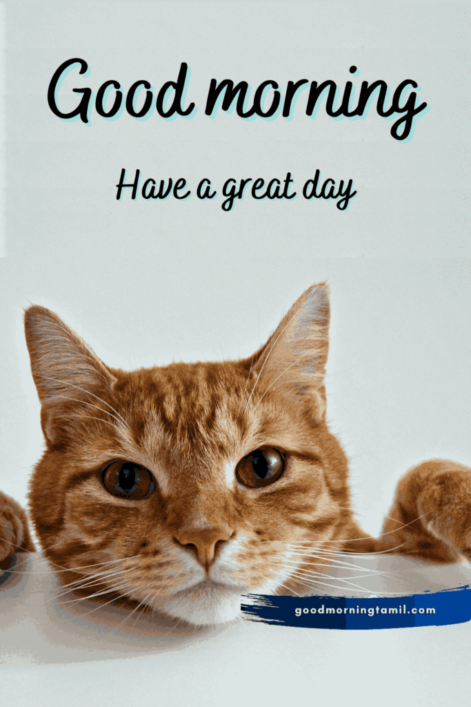 good morning stickers for WhatsApp Free good morning stickers for WhatsApp